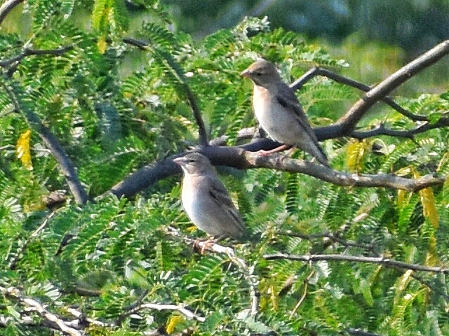 Pale Rock Sparrow