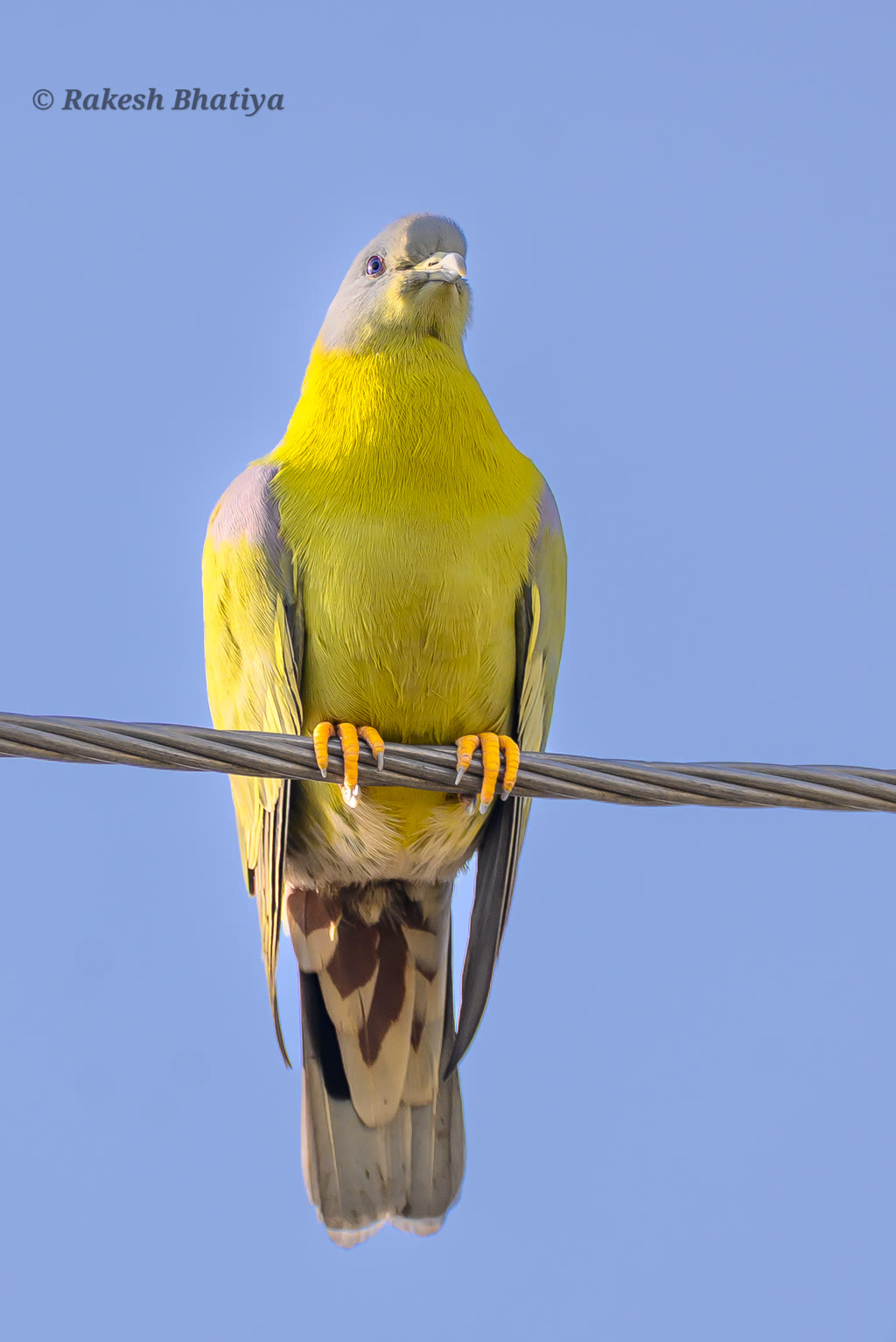 Yellow-footed Green Pigeon