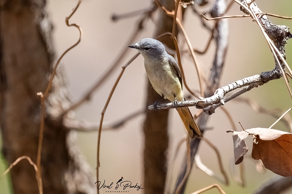 Small Minivet