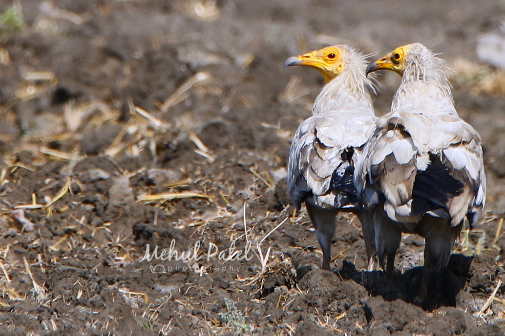 Egyptian Vulture