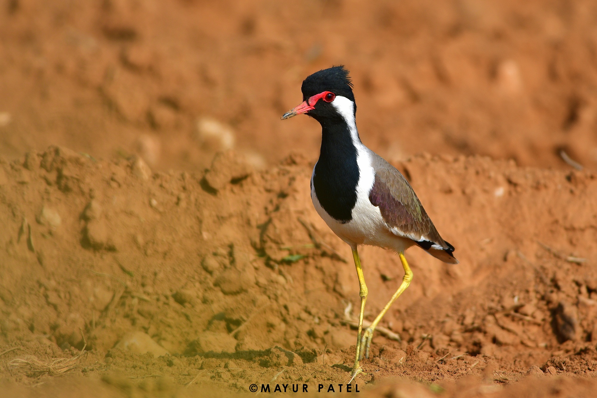 Red-wattled Lapwing