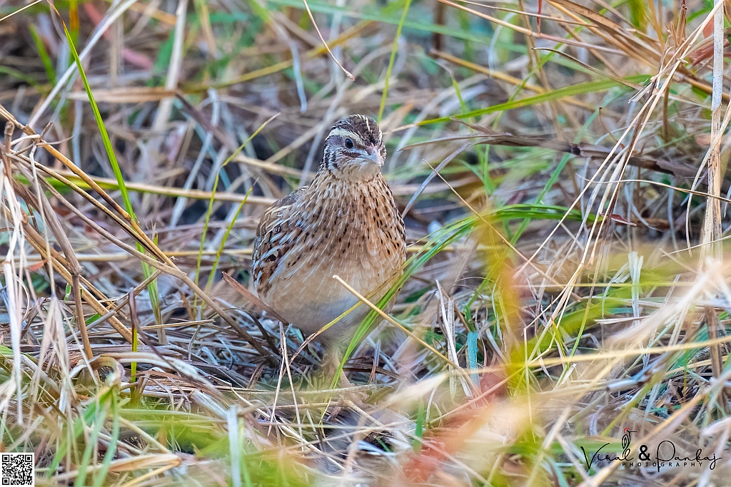 Common Quail