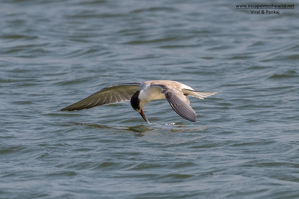 Common Tern