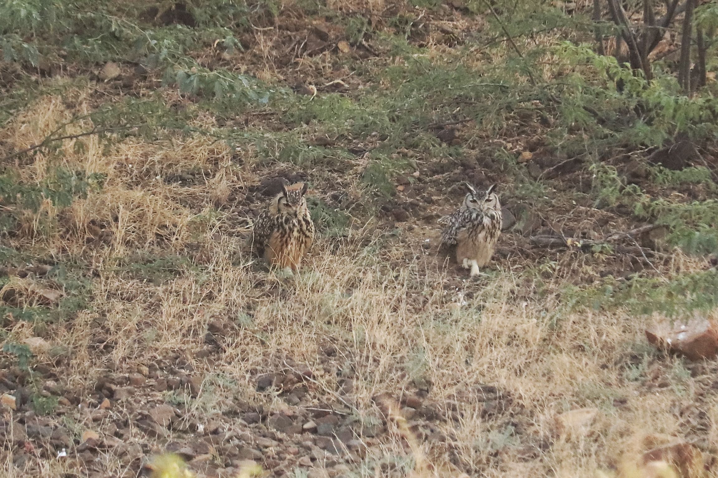 Rock Eagle Owl 