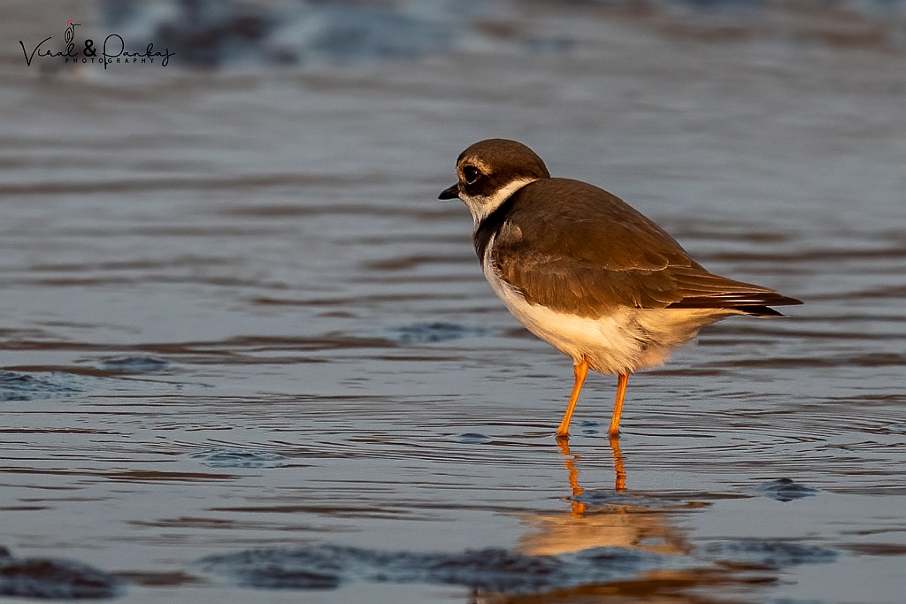 Common Ringed Plover