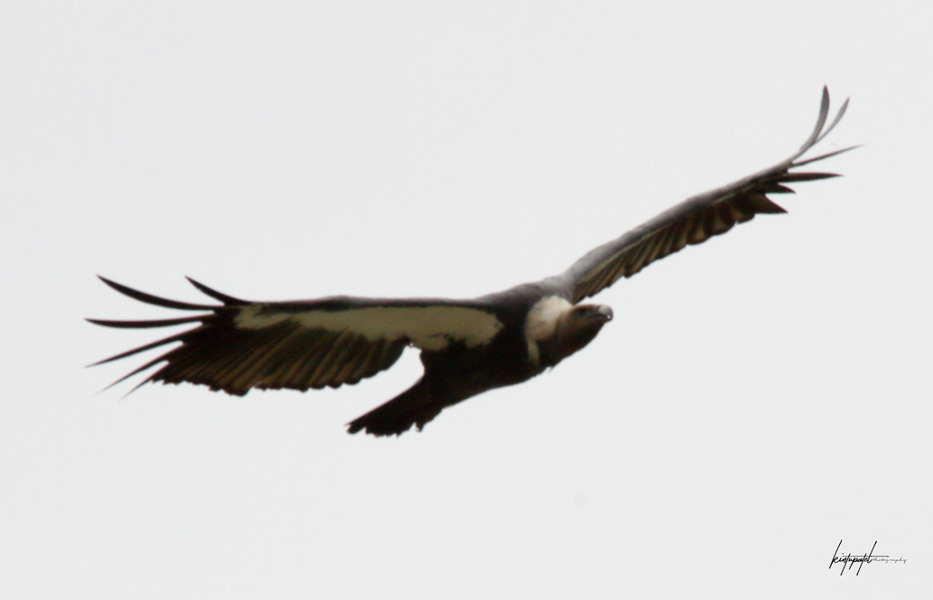 White-rumped Vulture