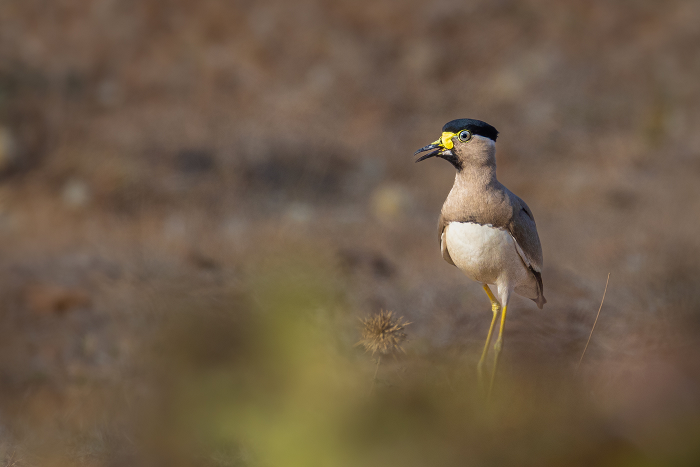 Yellow-wattled Lapwing