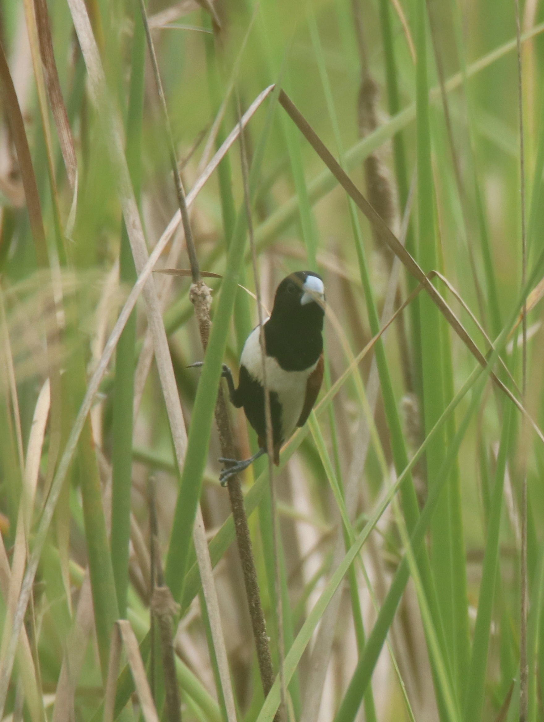 Black-headed Munia