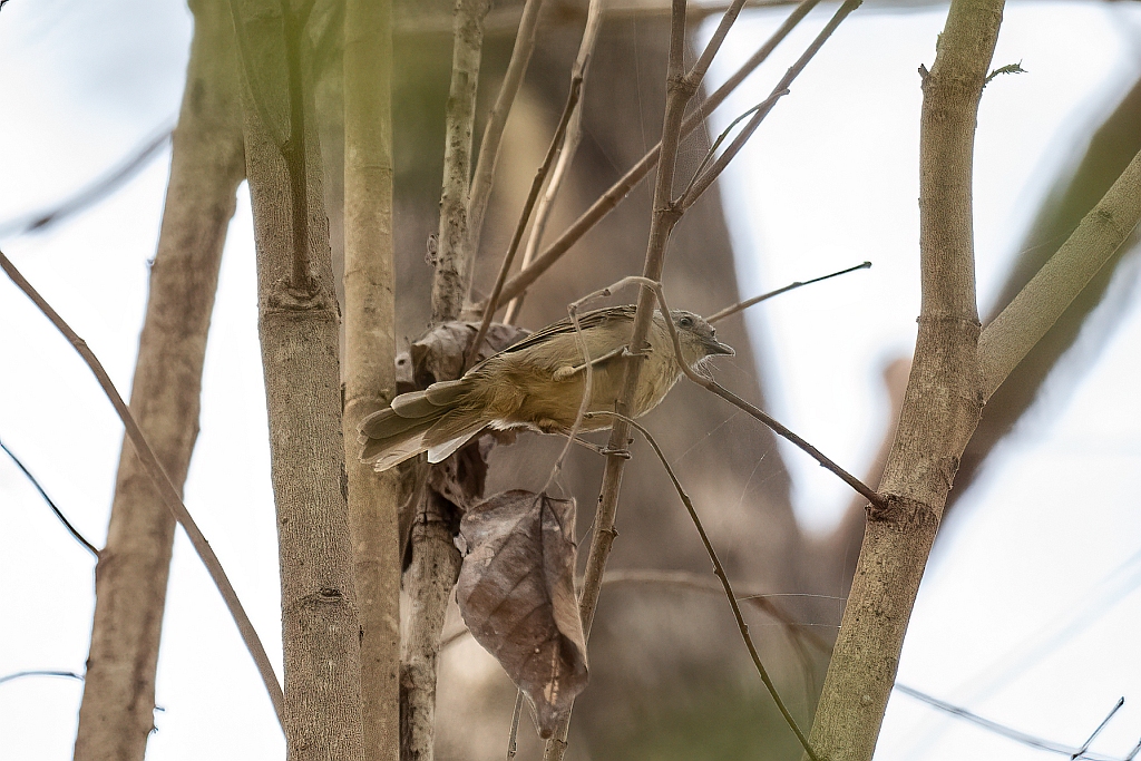 Brown-cheeked Fulvetta