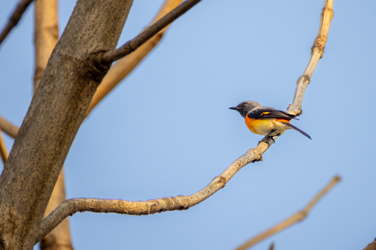 Small Minivet