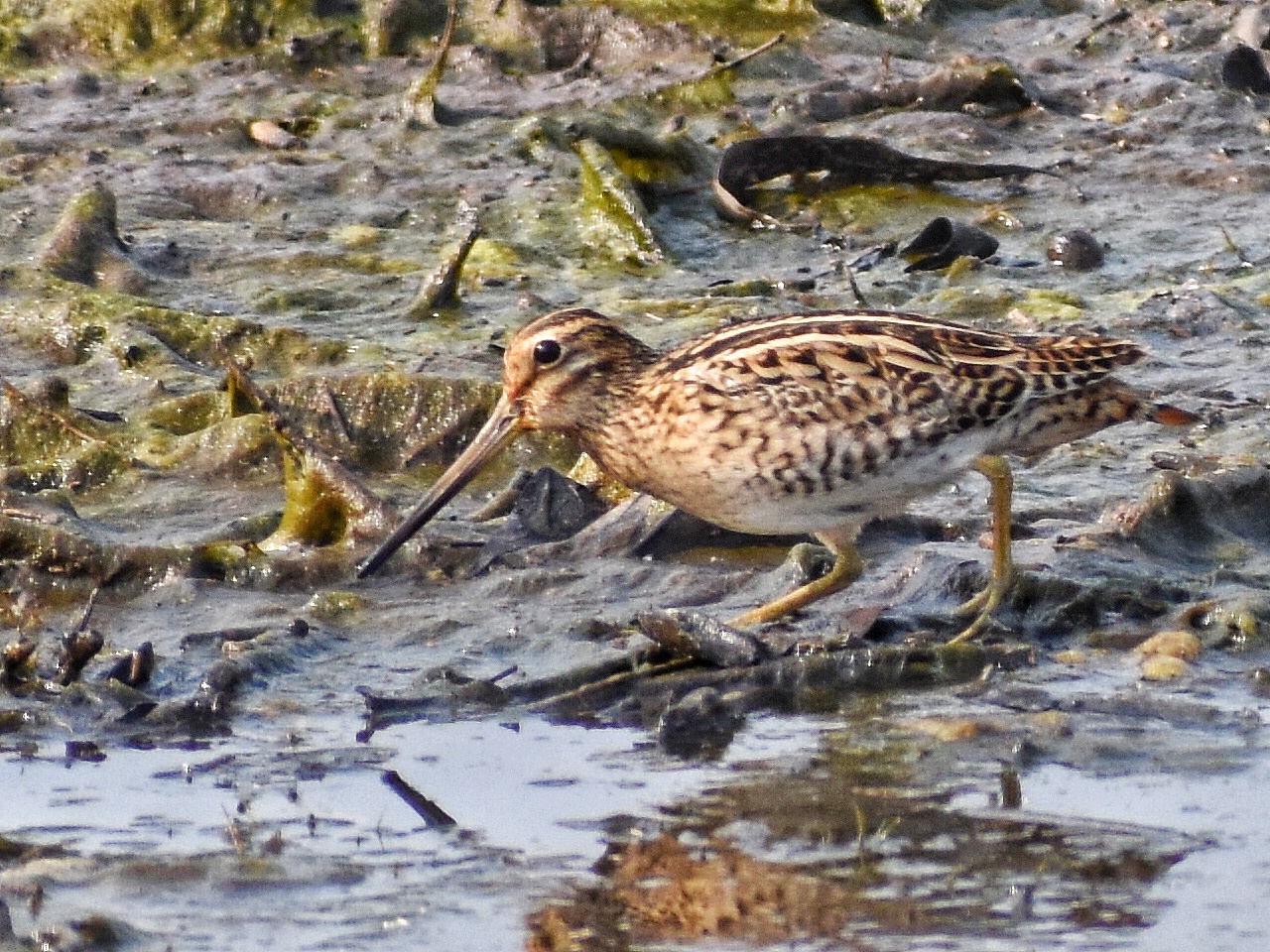 Pintail Snipe
