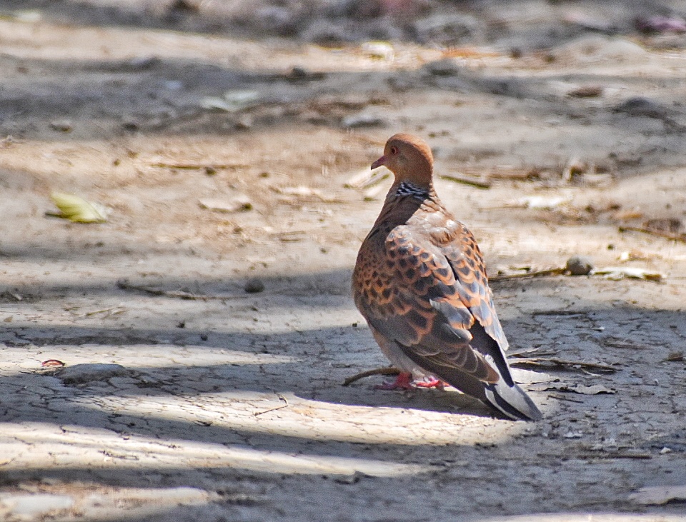 Oriental Turtle Dove