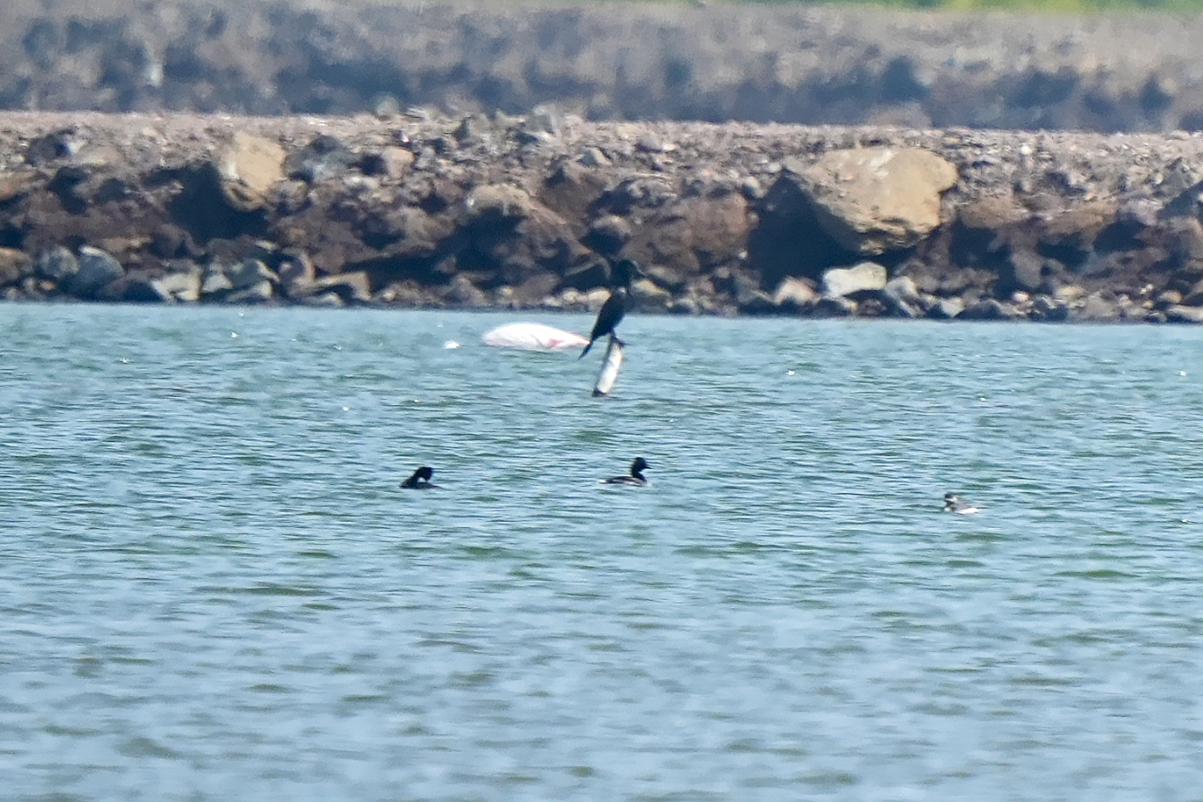 Black-necked Grebe/Eared Grebe