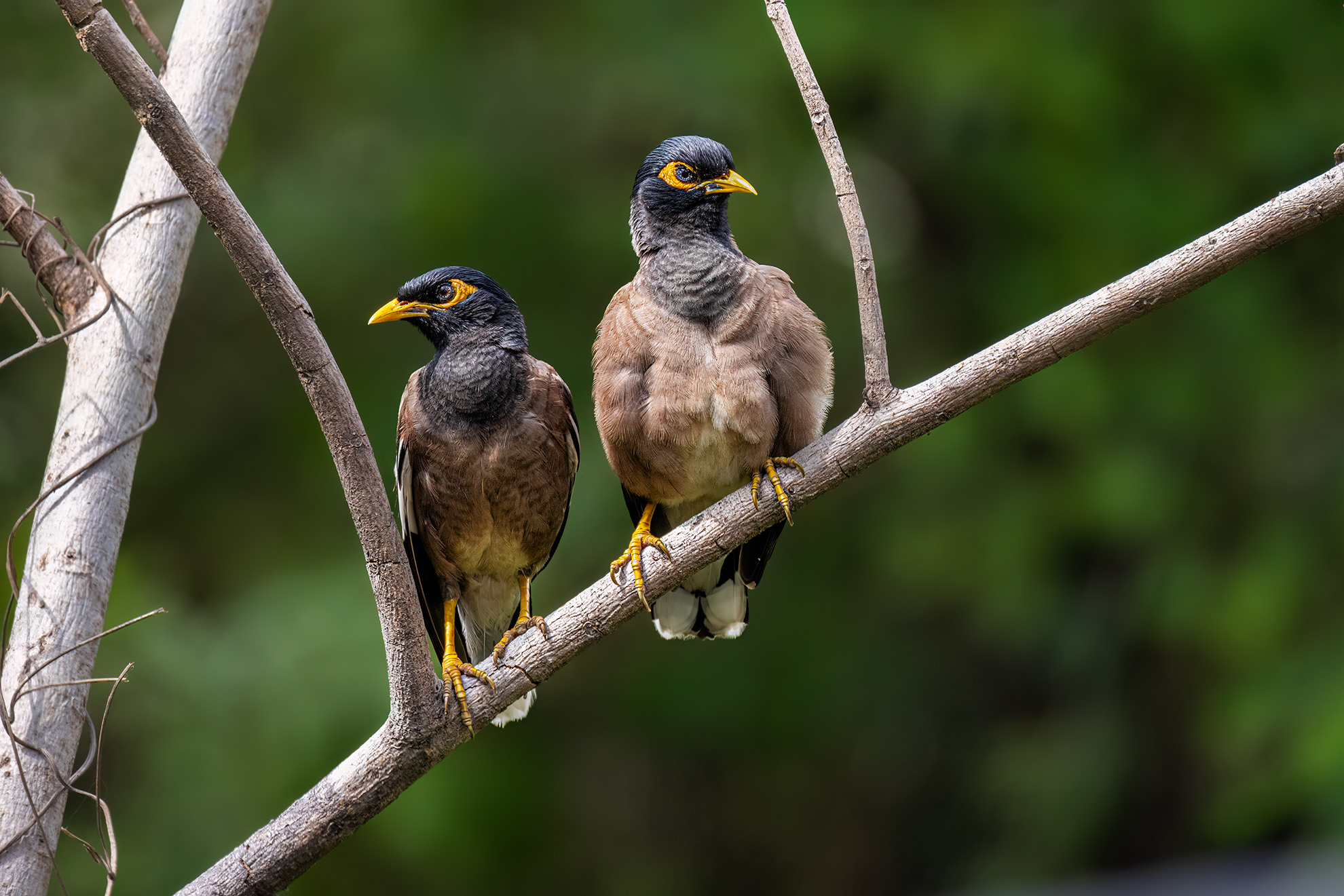 Common Myna