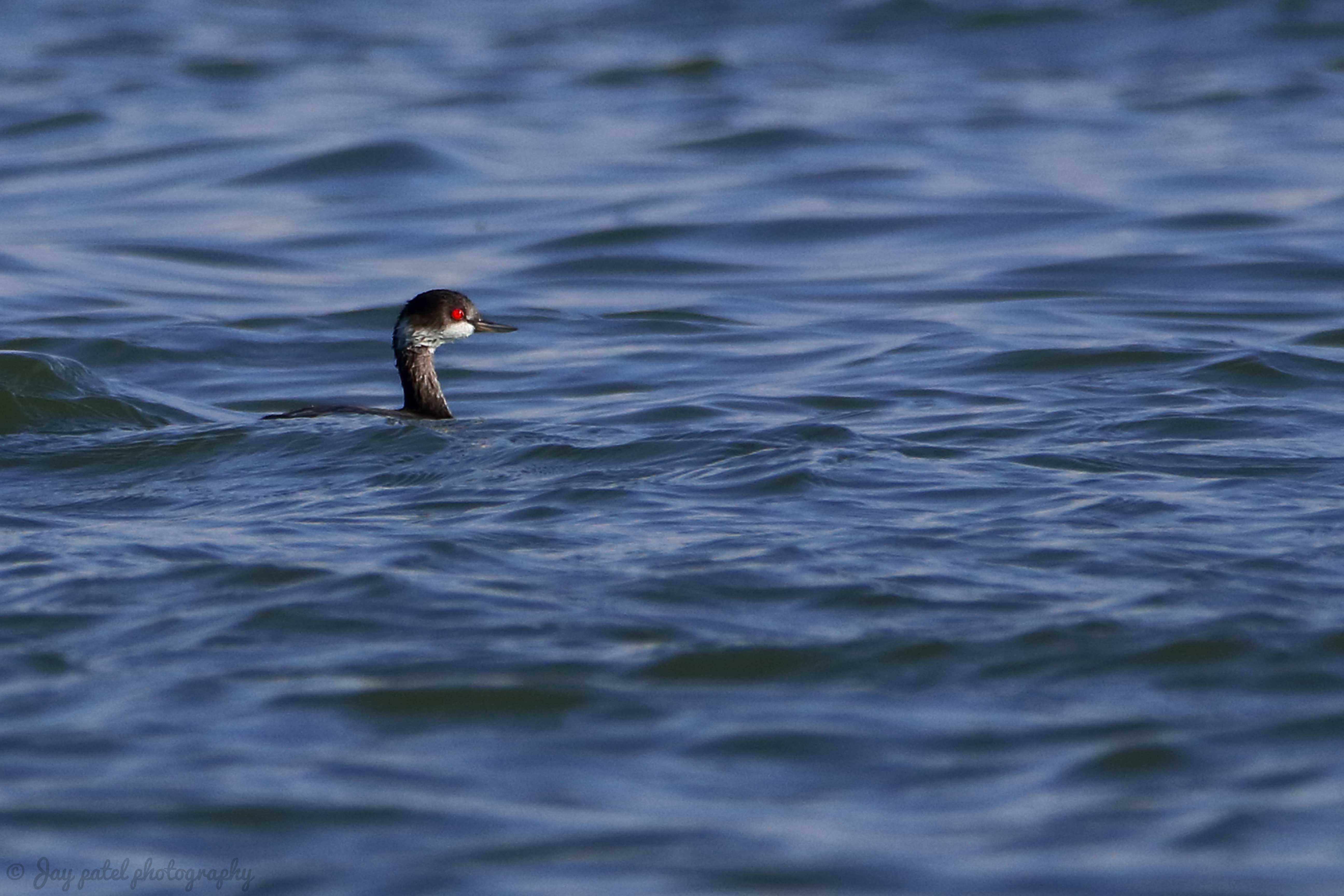 Black-necked Grebe/Eared Grebe