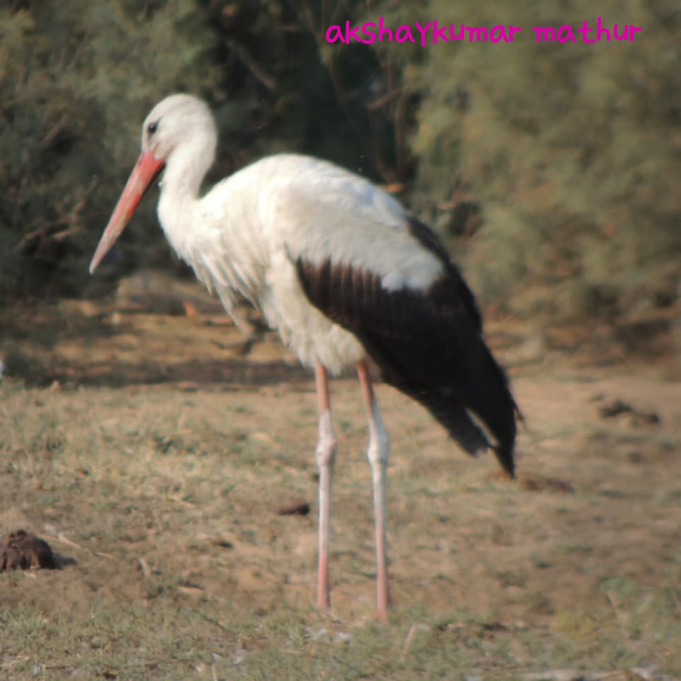 White Stork