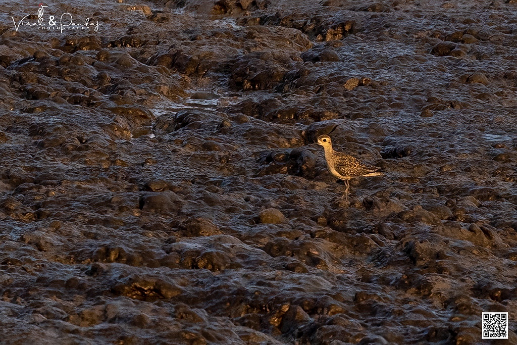 Pacific Golden Plover
