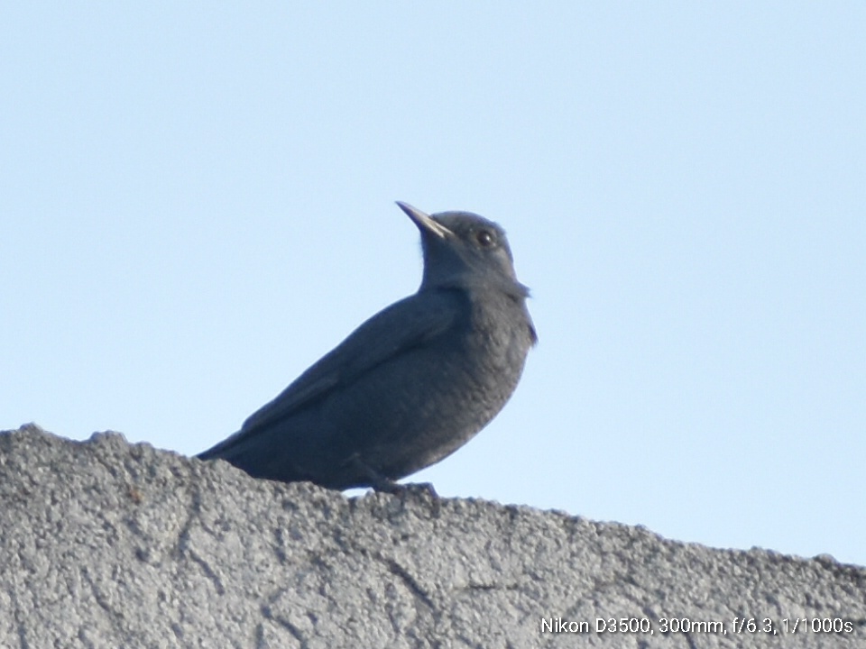 Blue Rock Thrush