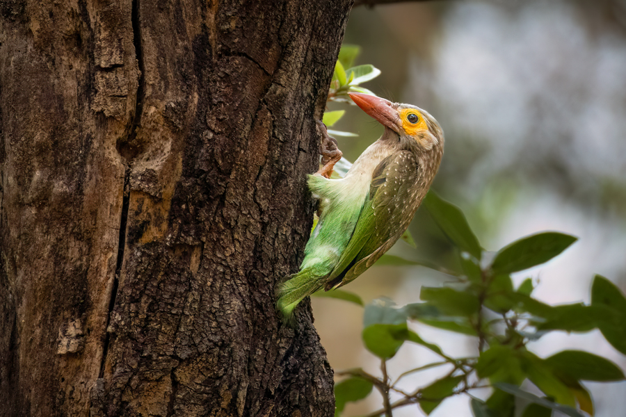 Brown-headed Barbet