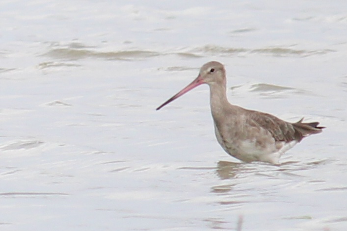 Black-tailed Godwit