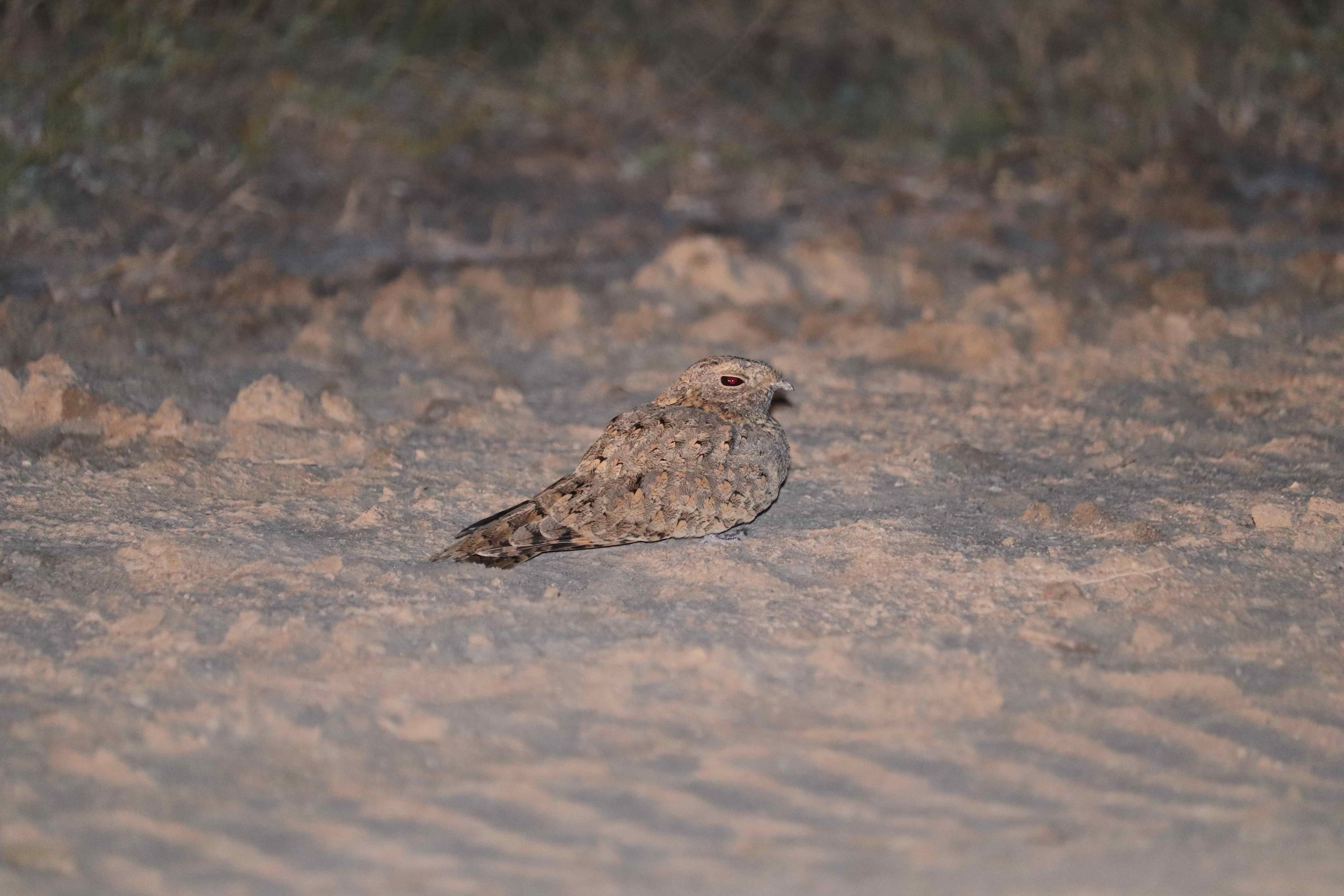 Sykes's Nightjar