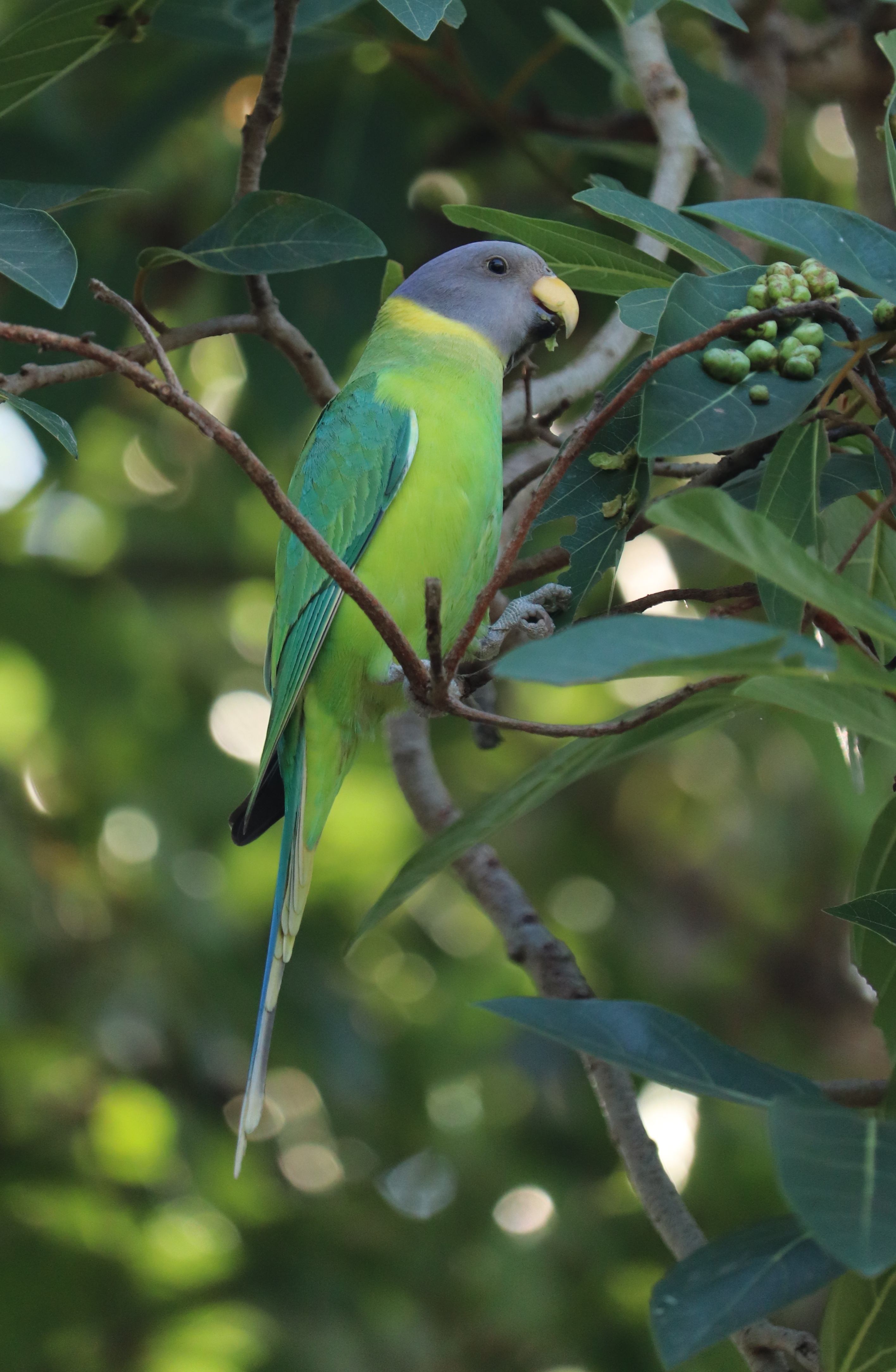 Plum-headed Parakeet