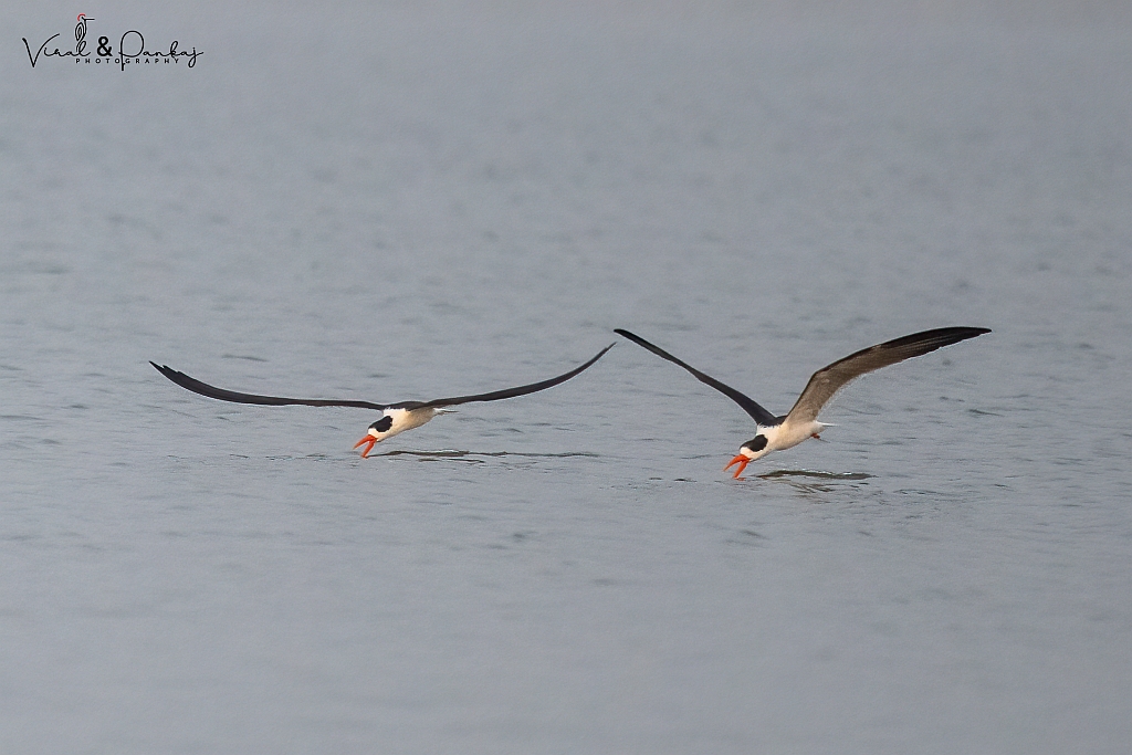 Indian Skimmer