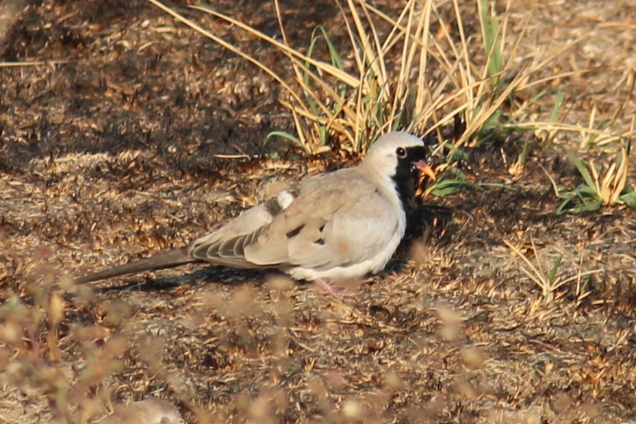Namaqua Dove