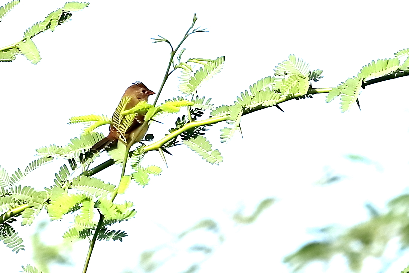 Crested Bunting