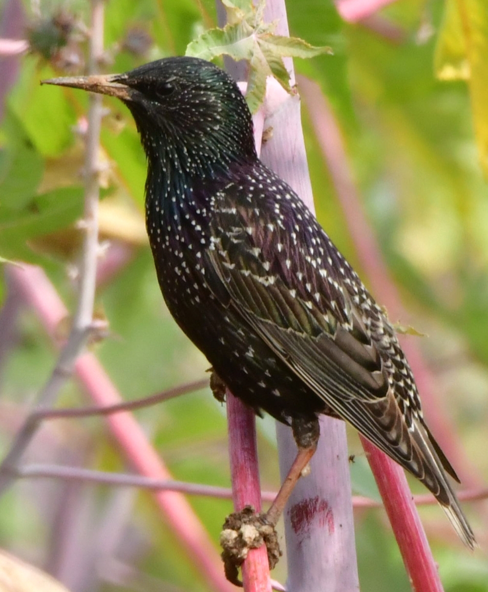 Common Starling