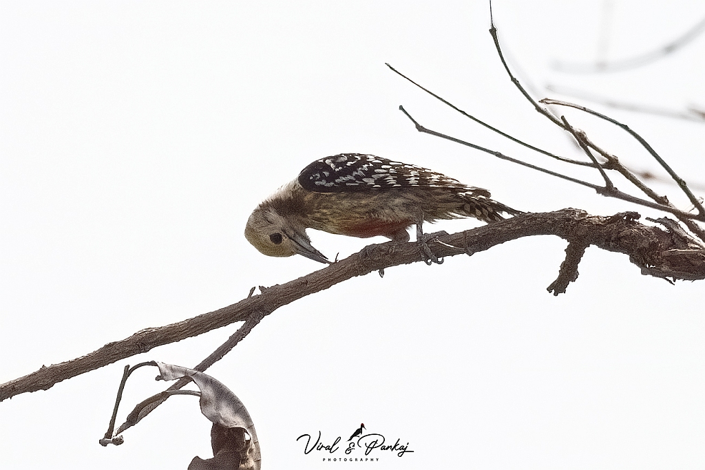 Yellow-crowned Woodpecker