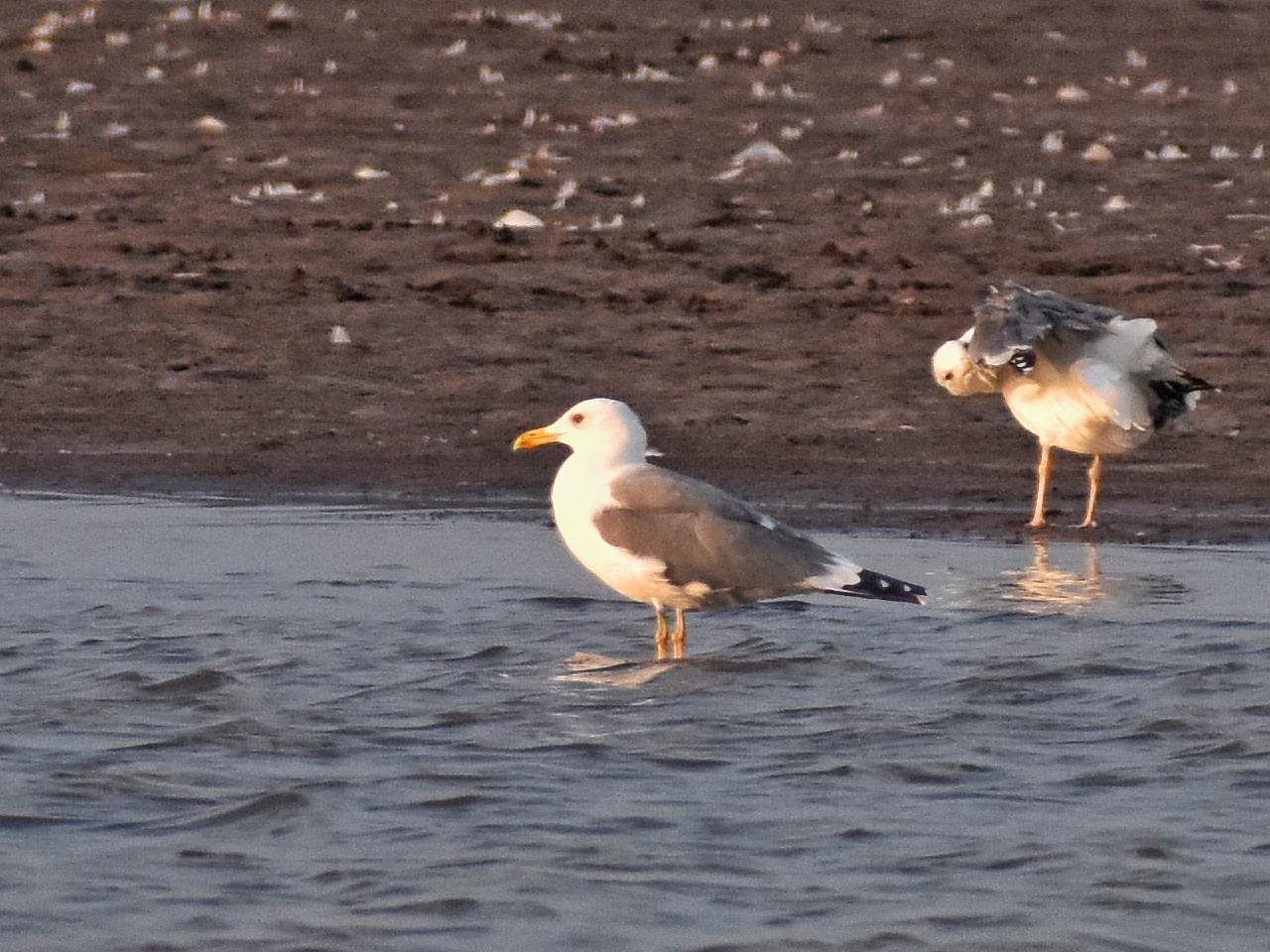 Caspian Gull