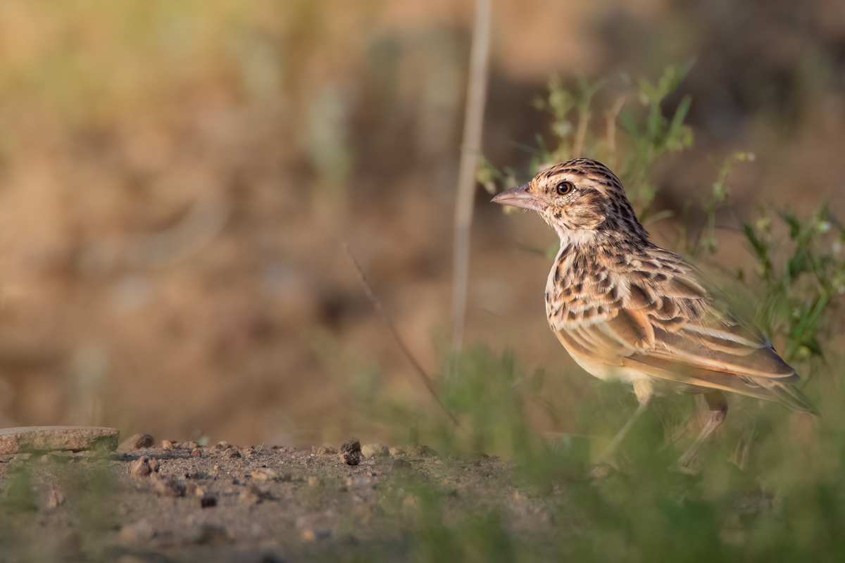 Indian Bush Lark