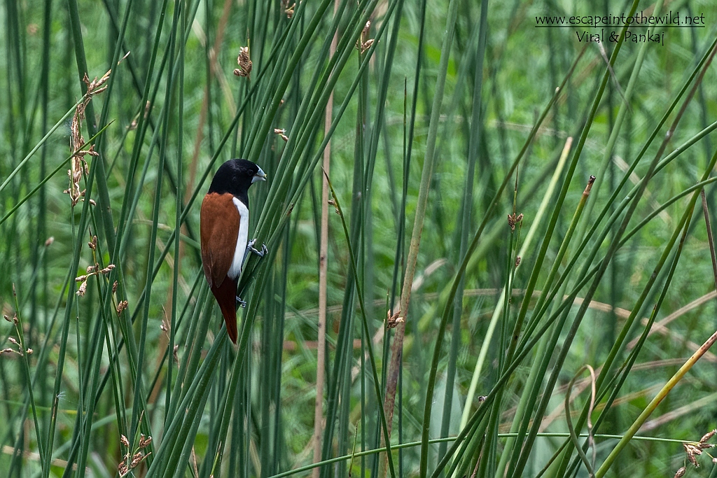 Black-headed Munia