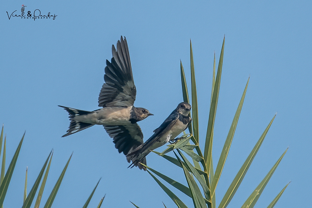 Barn Swallow