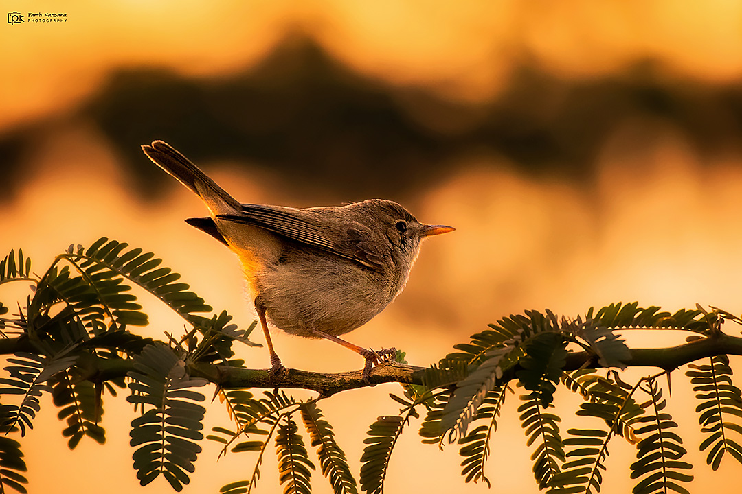 Sykes's Warbler