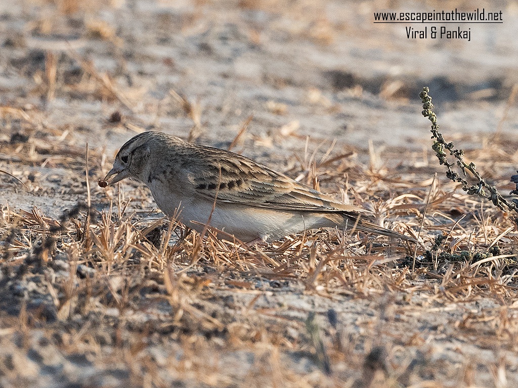 Greater Short-toed Lark