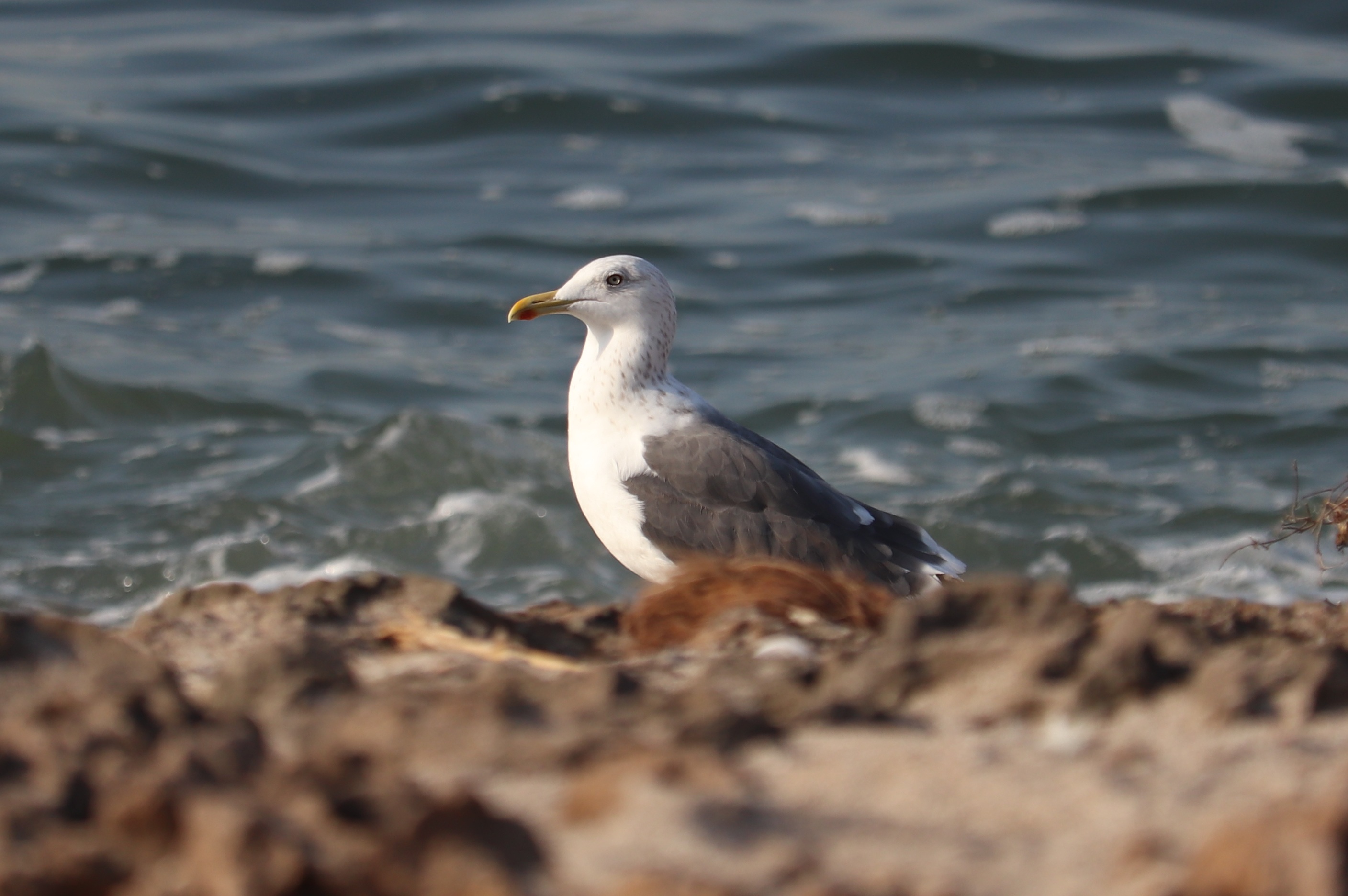 Caspian Gull
