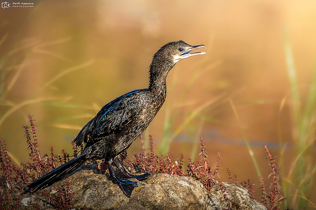 Little Cormorant