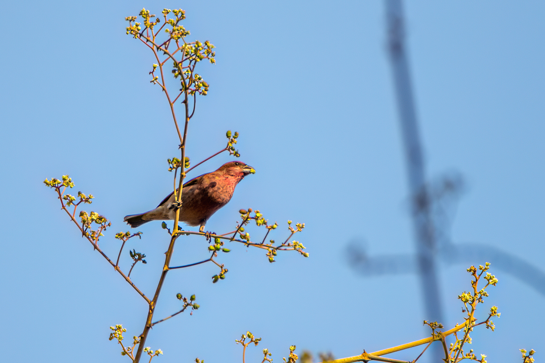 Common Rosefinch