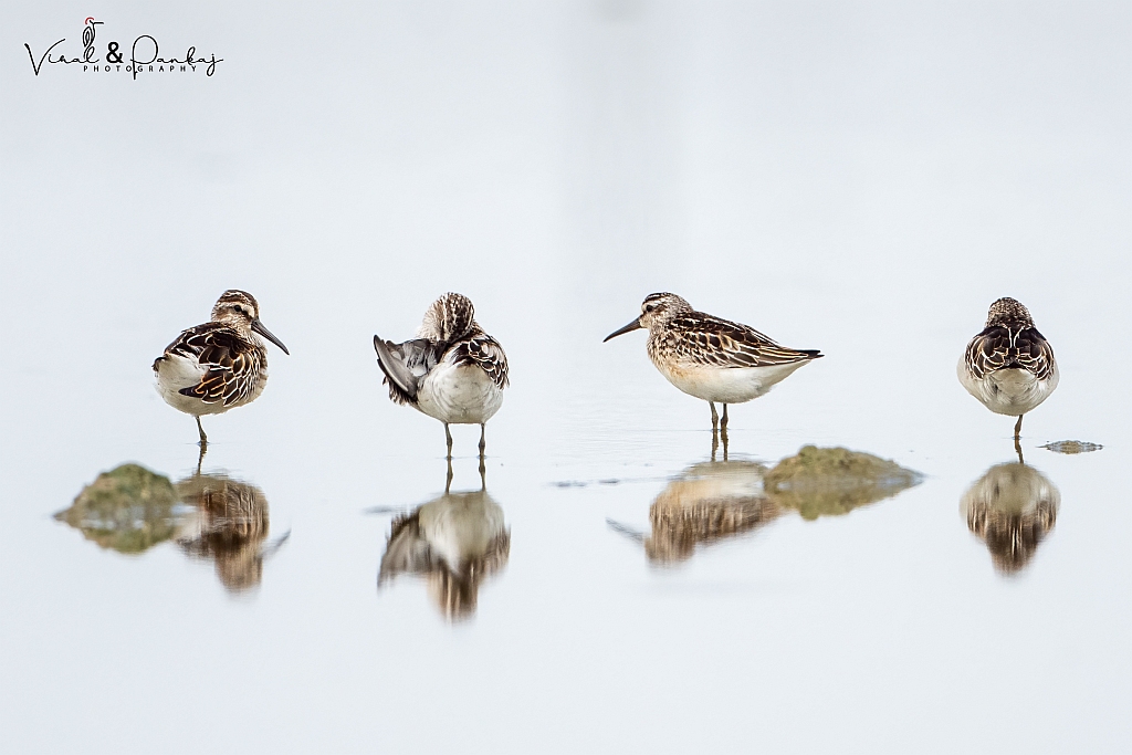 Broad-billed Sandpiper