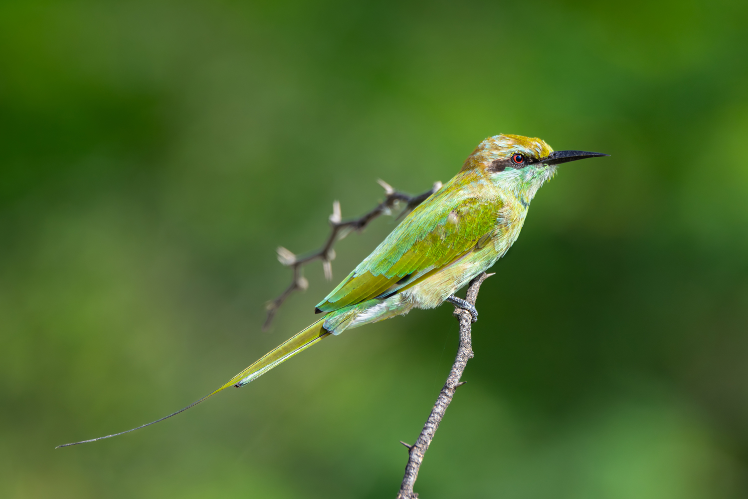 Green Bee Eater