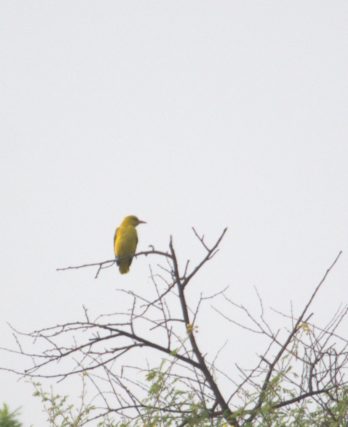 Indian Golden Oriole