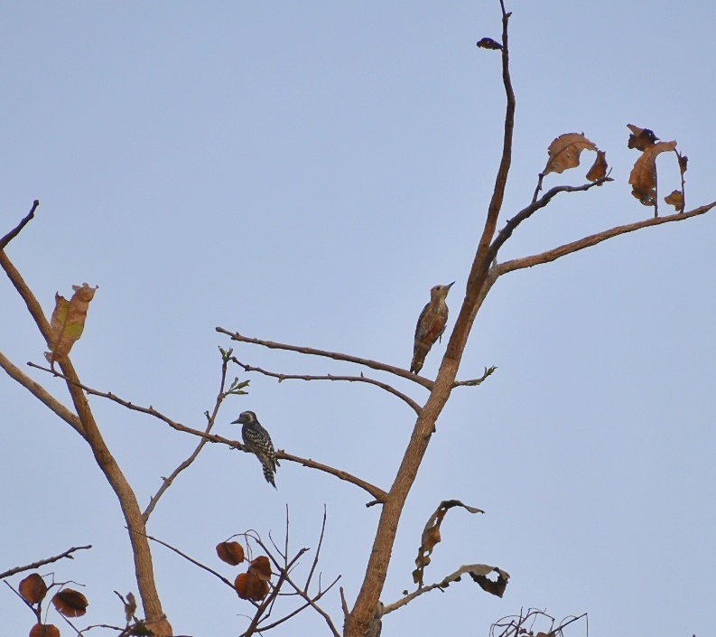 Yellow-crowned Woodpecker