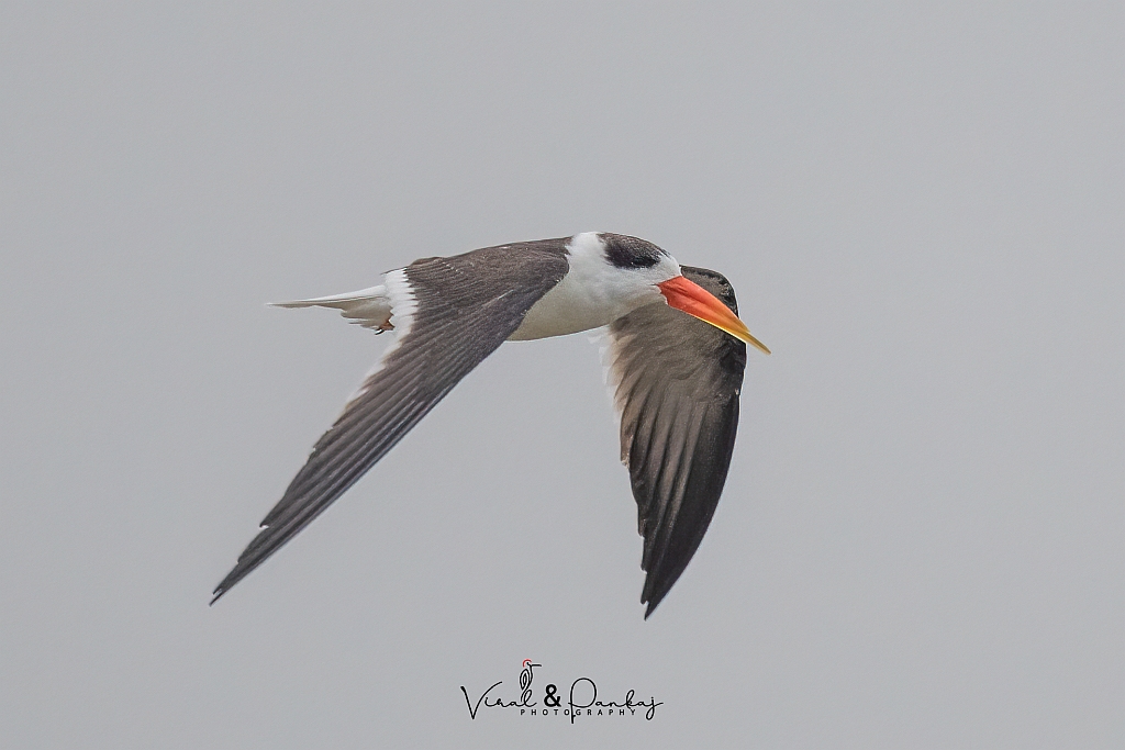 Indian Skimmer