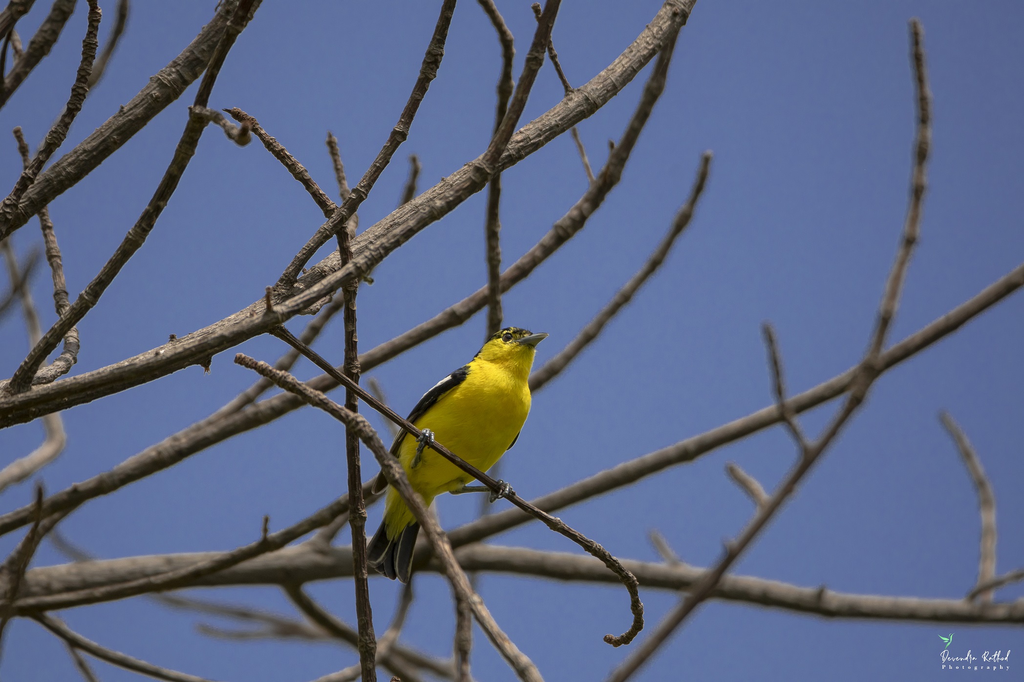 Common Iora