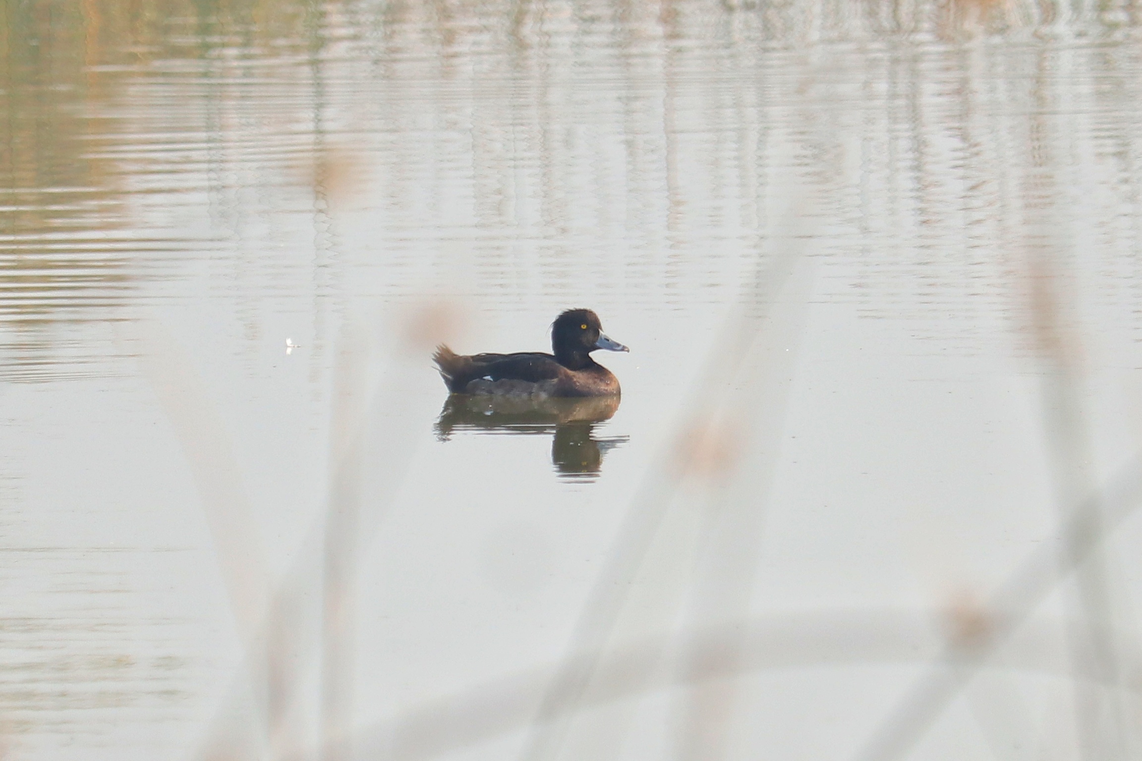 Tufted Duck