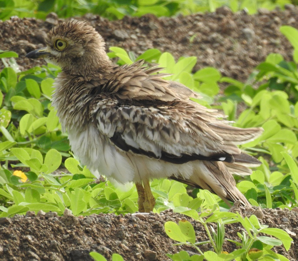Indian Thick-knee