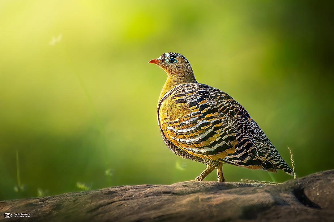 Painted Sandgrouse