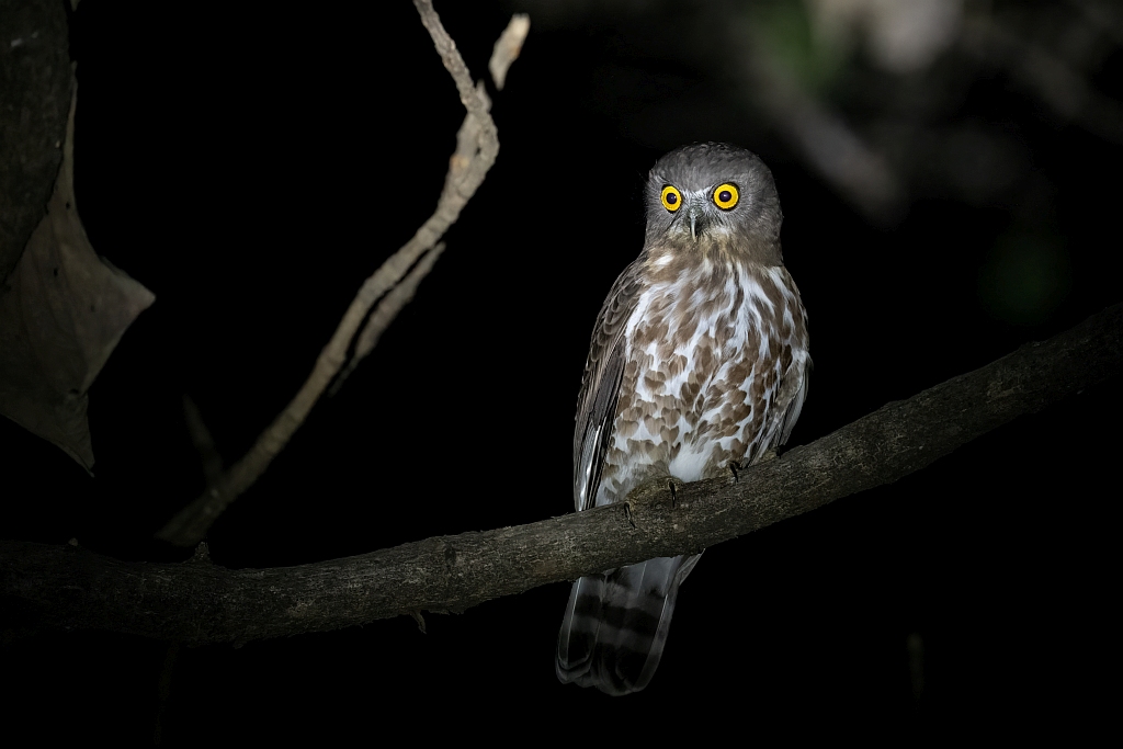 Brown Hawk Owl